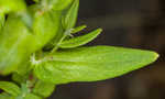 False spotted St. Johnswort